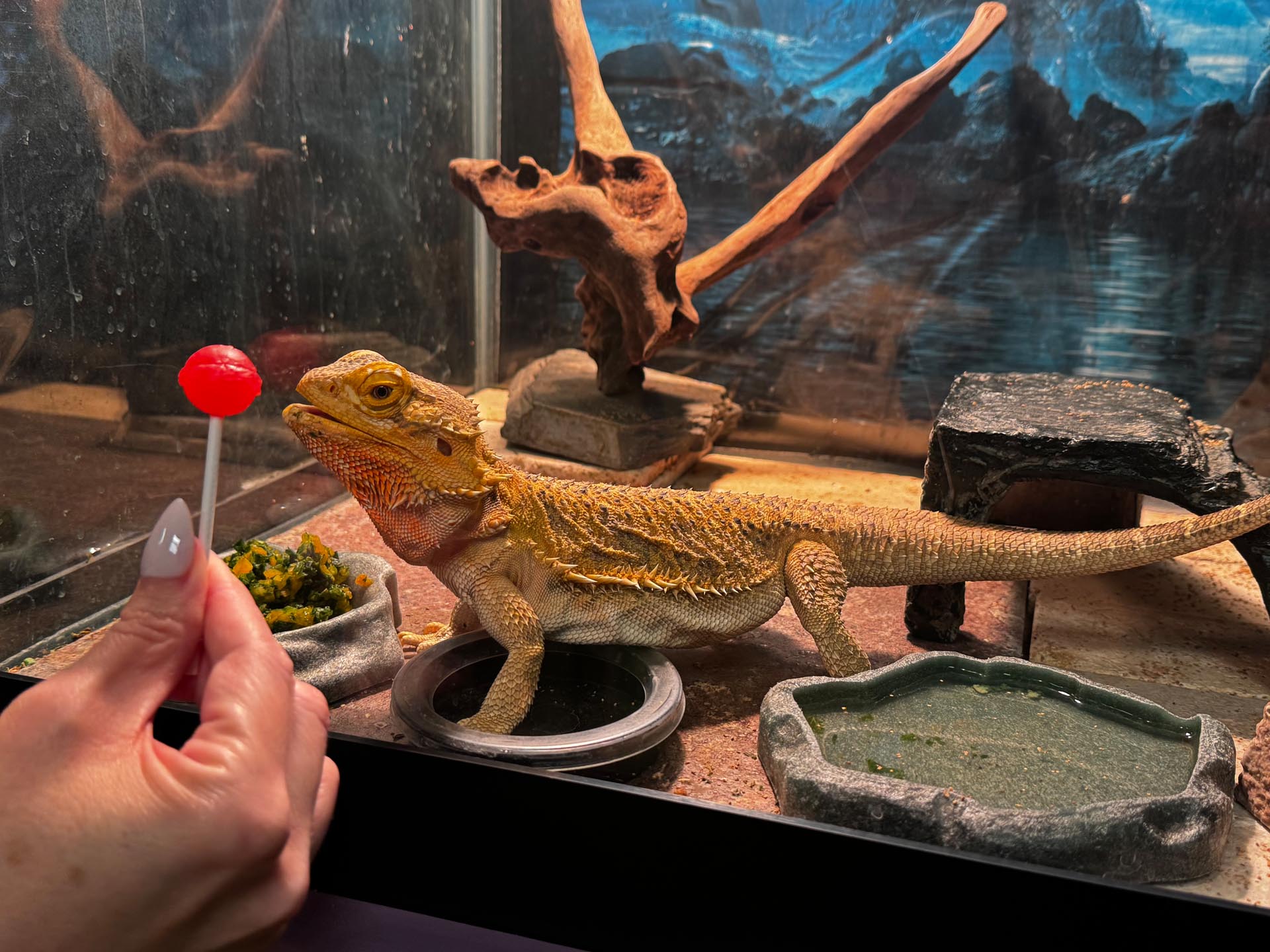 A person holds a red lollipop in front of a bearded dragon inside a terrarium with rocks, water dishes, and a branch.