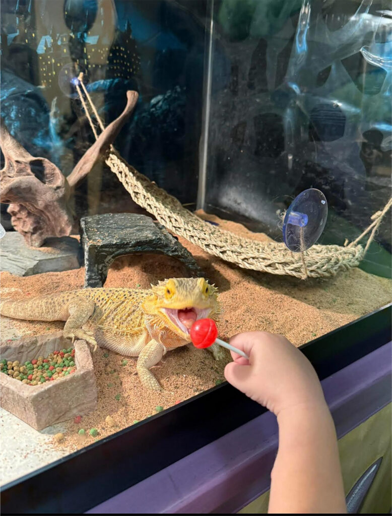 A bearded dragon in a terrarium appears to lick a red lollipop held by a child's hand, while nearby, patient forms and documents sit neatly stacked on the table.
